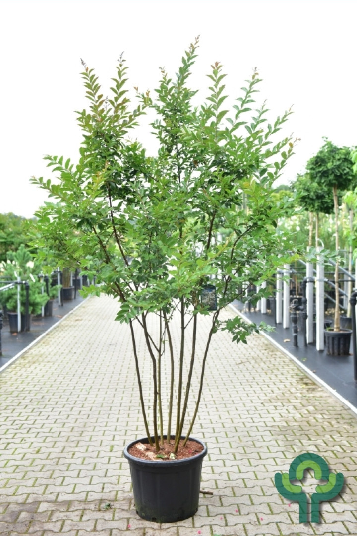 Indische sering (Lagerstroemia Wit meerstammig)