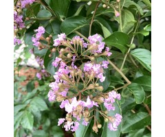 Indische sering boomvorm - Lagerstroemia Roze