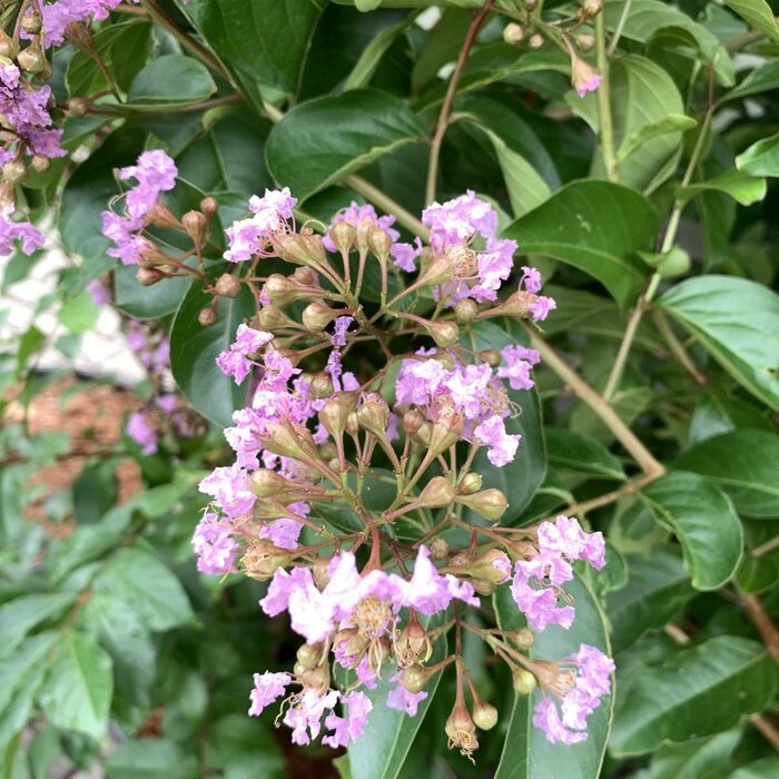 Indische sering (Lagerstroemia Roze)