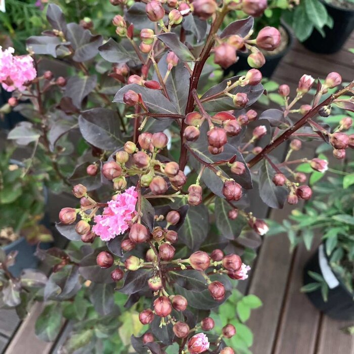 Indische sering (Lagerstroemia Roze)