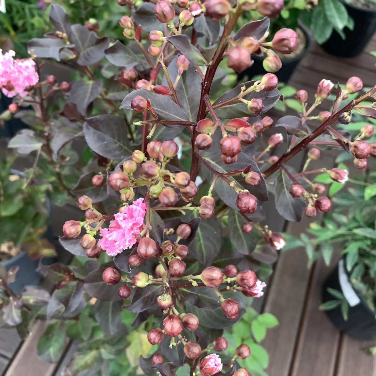 Indische sering (Lagerstroemia Roze)
