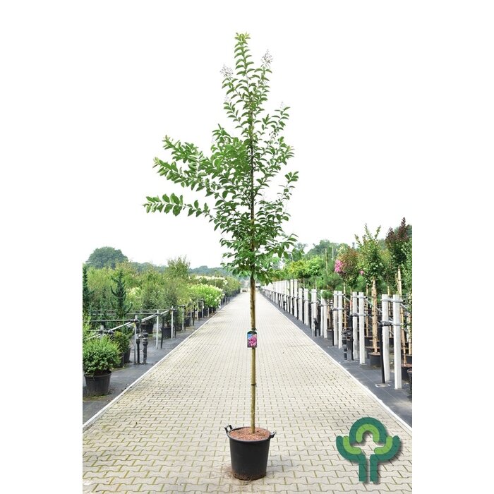 Indische sering (Lagerstroemia Roze)