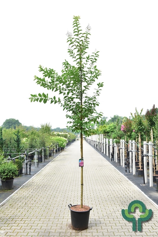 Indische sering (Lagerstroemia Roze)