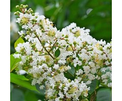 Indische sering boomvorm - Lagerstroemia Wit