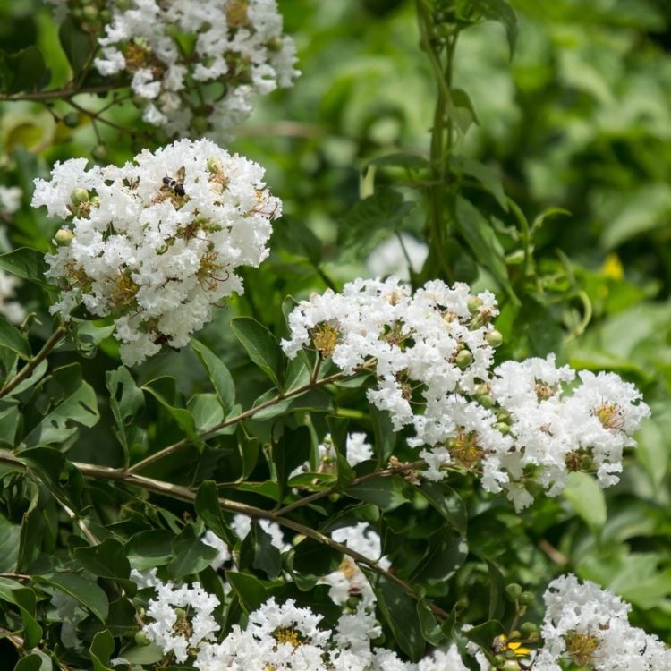 Indische sering (Lagerstroemia Wit)