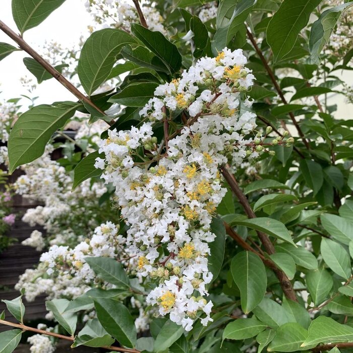 Indische sering (Lagerstroemia Wit)