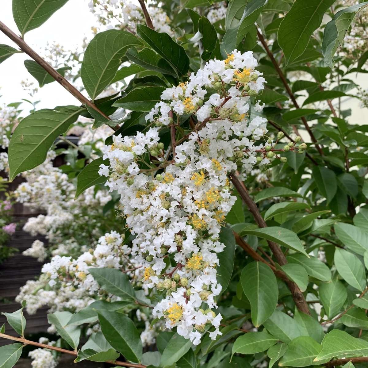 Indische sering (Lagerstroemia Wit)