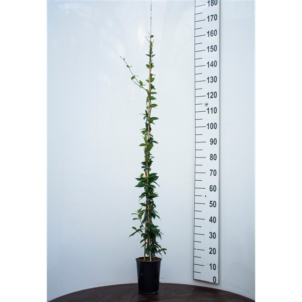 Toscaanse jasmijn ACTIE - Trachelospermum jasminoides