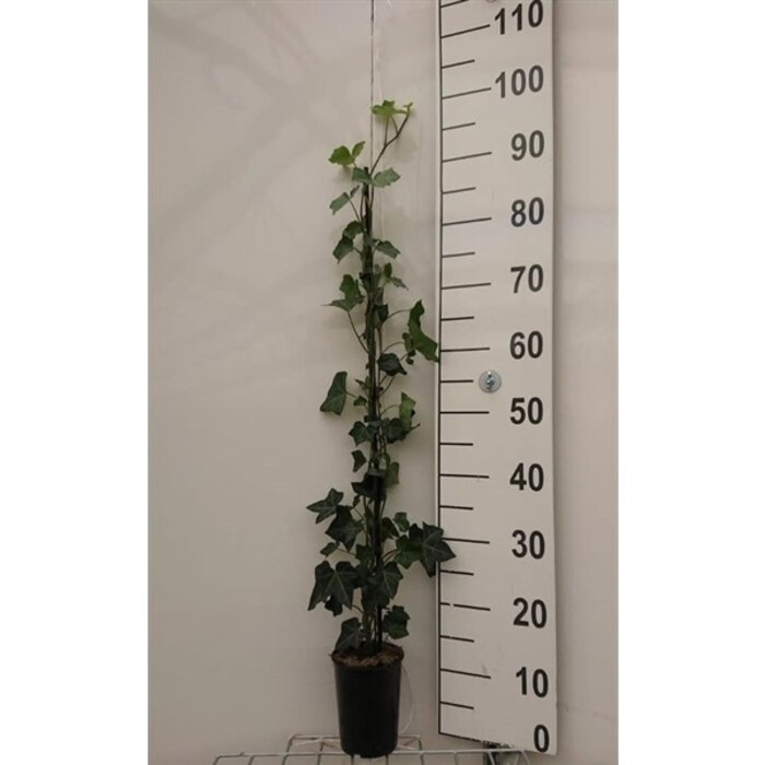 Klimop - Hedera hibernica