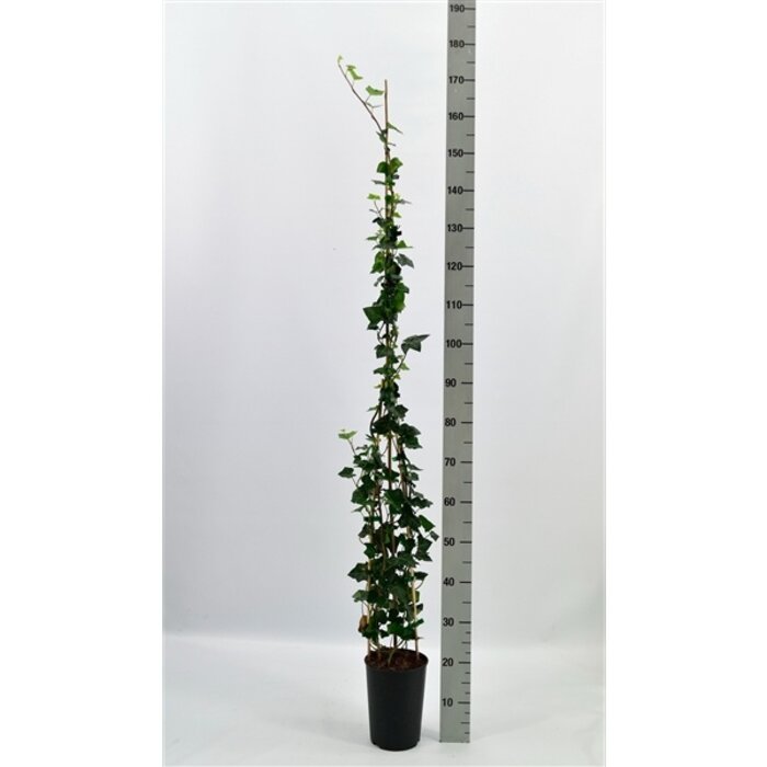 Klimop - Hedera hibernica