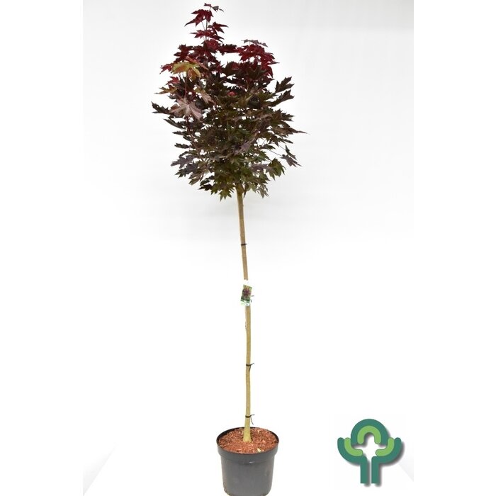 Noorse esdoorn op stam - Acer platanoides 'Crimson Sentry'