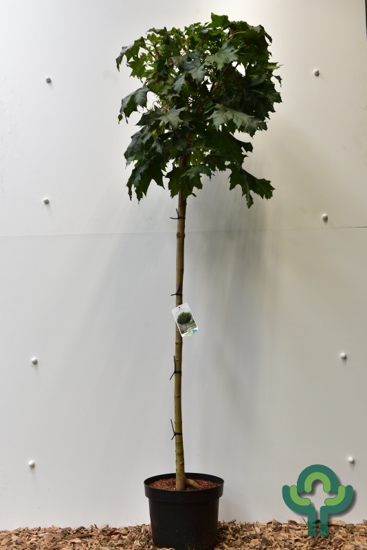 Bolesdoorn op stam - Acer platanoides 'Globosum'