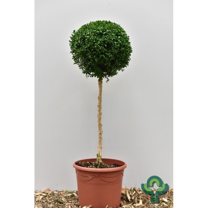 Buxus op stam - Buxus sempervirens