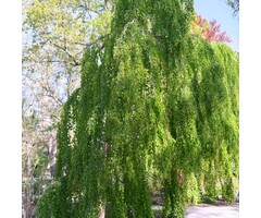 Katsuraboom - Cercidiphyllum japonicum 'Pendulum' op stam