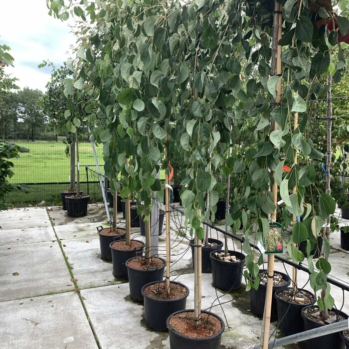 Katsuraboom - Cercidiphyllum japonicum 'Pendulum' op stam