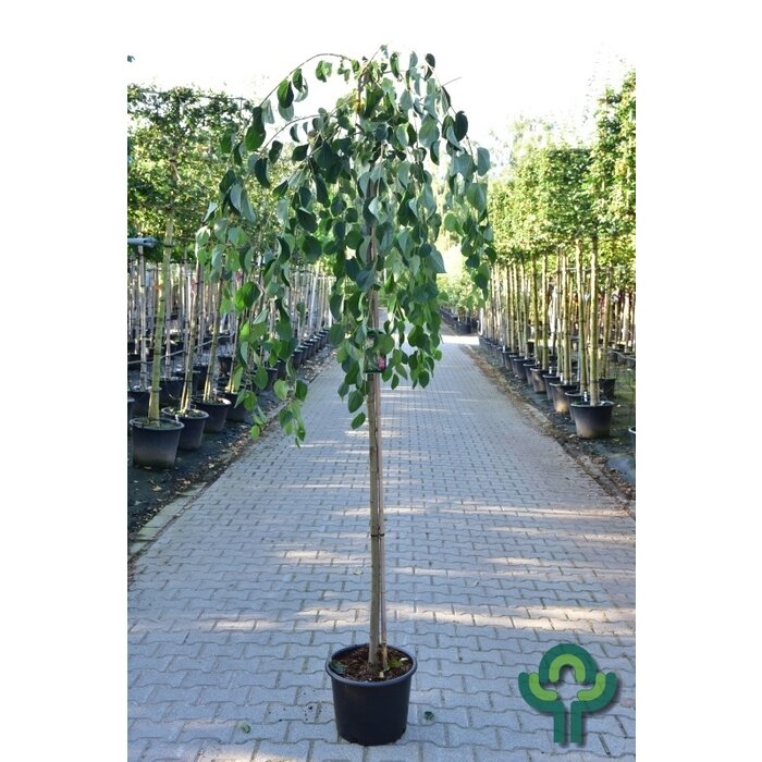 Katsuraboom - Cercidiphyllum japonicum 'Pendulum' op stam