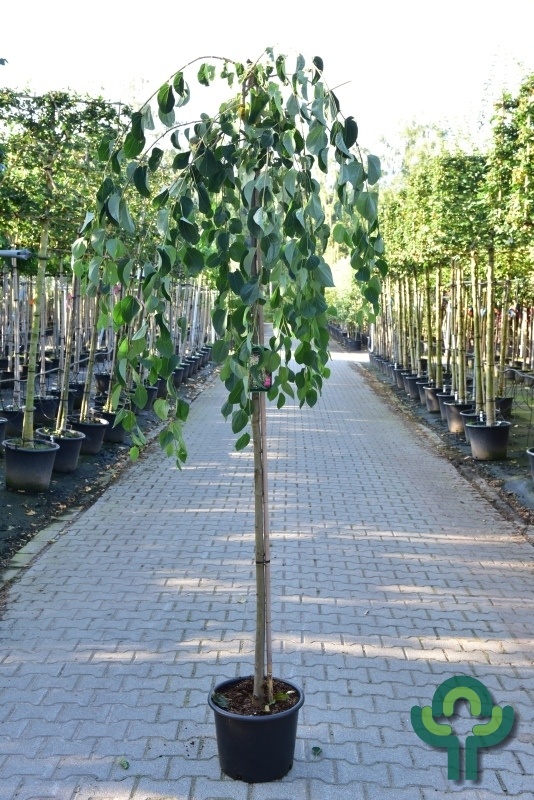 Katsuraboom - Cercidiphyllum japonicum 'Pendulum' op stam