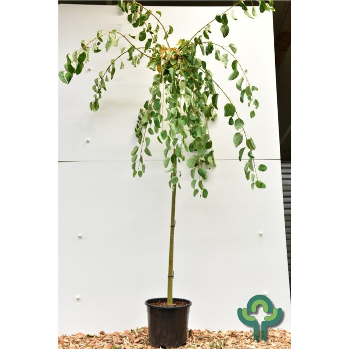 Katsuraboom - Cercidiphyllum japonicum 'Pendulum' op stam