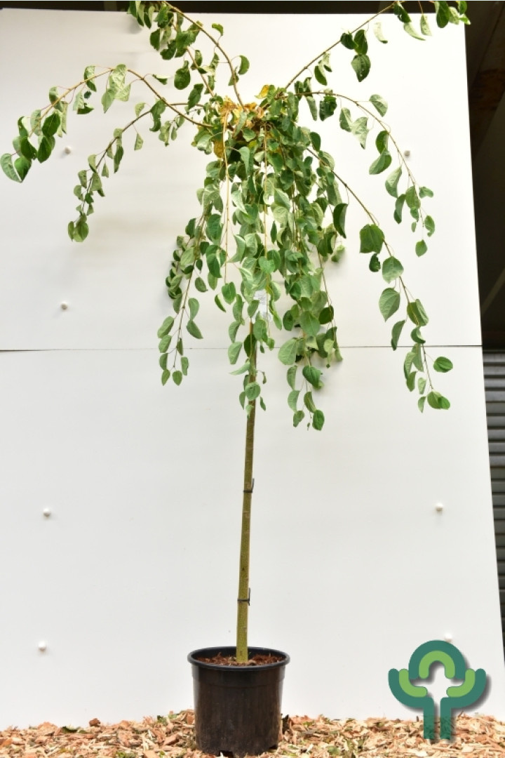 Katsuraboom - Cercidiphyllum japonicum 'Pendulum' op stam