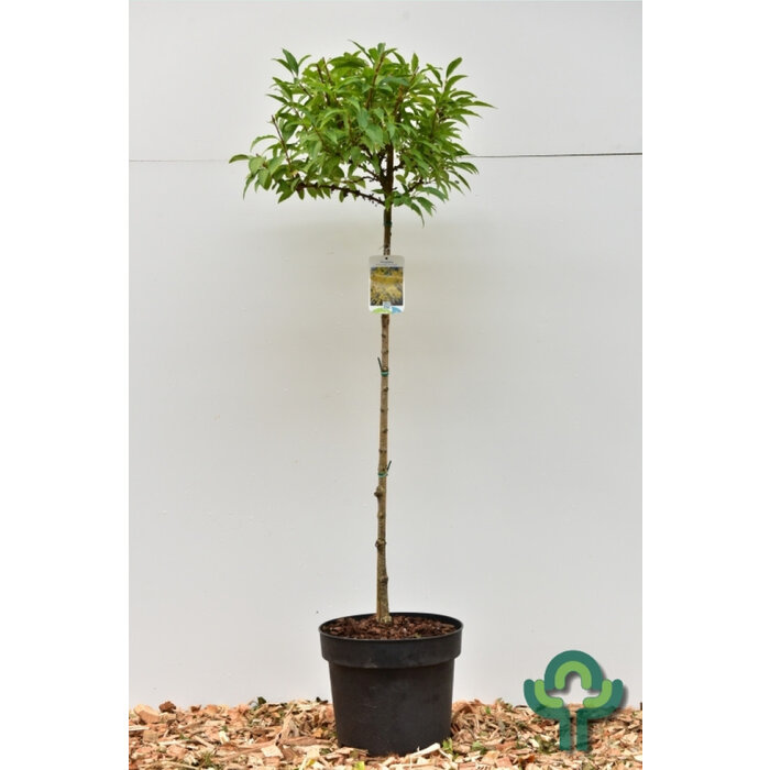 Chinees klokje op stam - Forsythia int. Week-End