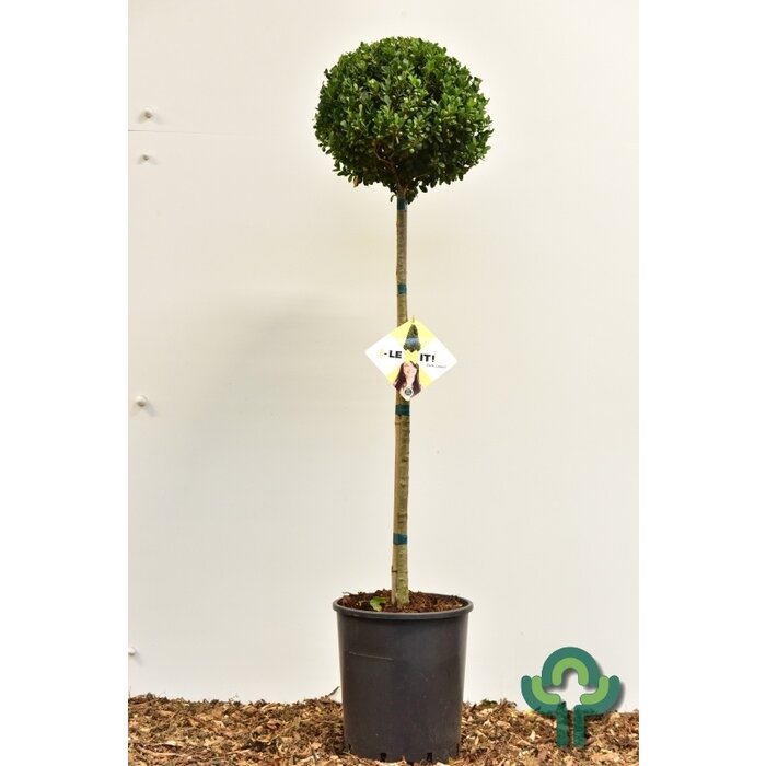 Hulst op stam - Ilex crenata Dark Green