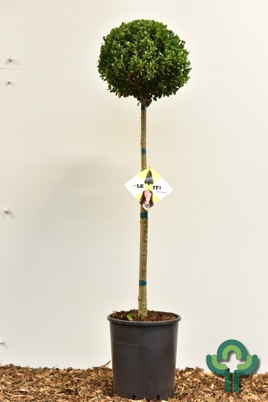 Hulst op stam - Ilex crenata Dark Green