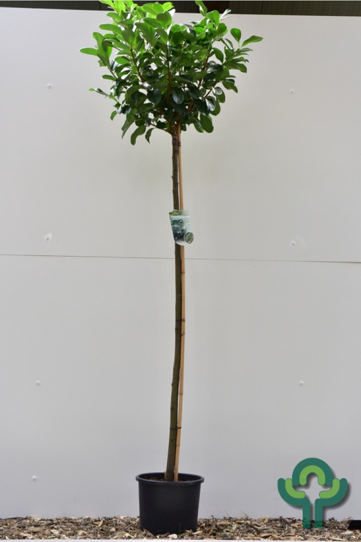 Laurier op stam - Prunus laurocerasus Etna