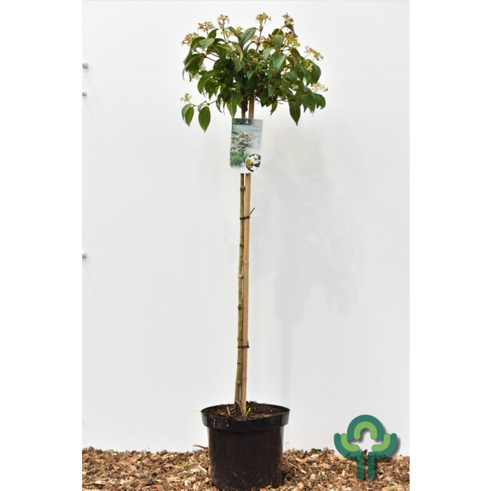 Japanse sneeuwbal op stam - Viburnum plicatum 'Watanabe'