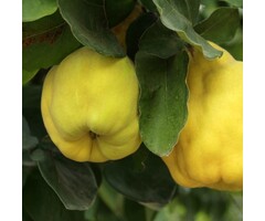 Kweepeer - Cydonia oblonga 'Leskovacka' meerstammig