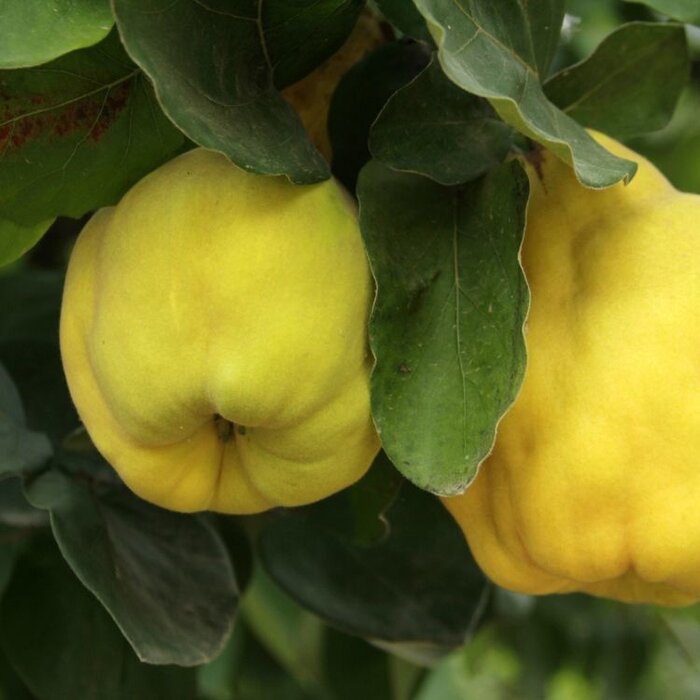 Kweepeer - Cydonia oblonga 'Leskovacka' meerstammig