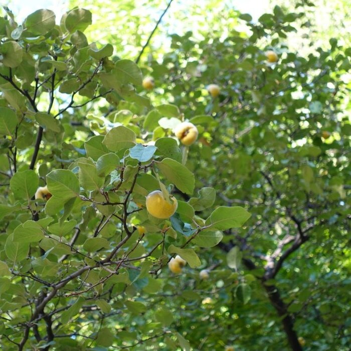 Kweepeer - Cydonia oblonga 'Leskovacka' meerstammig