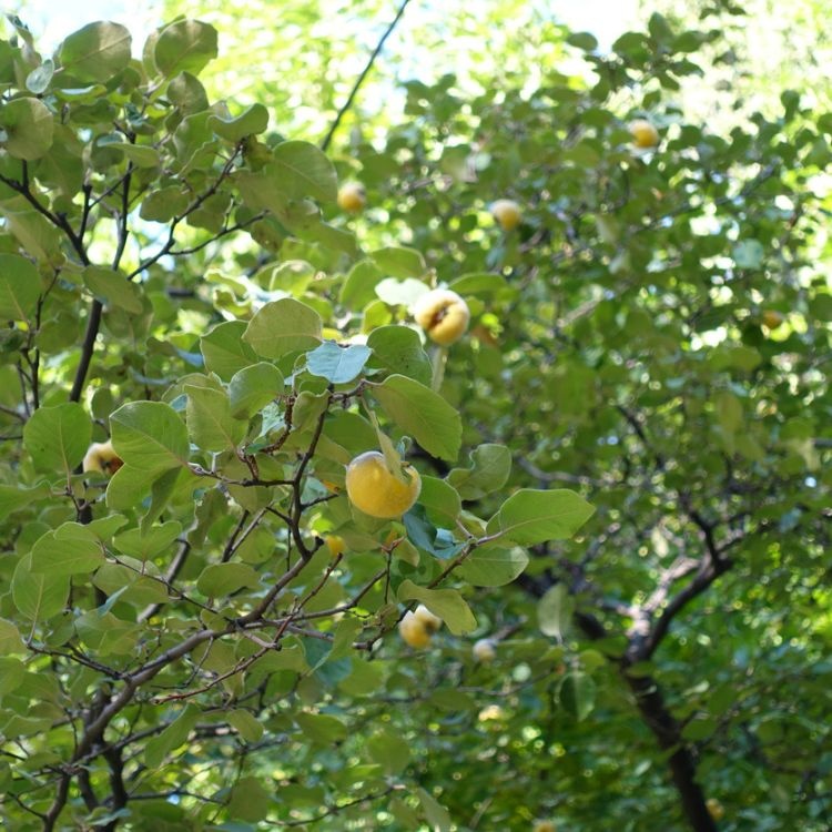 Kweepeer - Cydonia oblonga 'Leskovacka' meerstammig