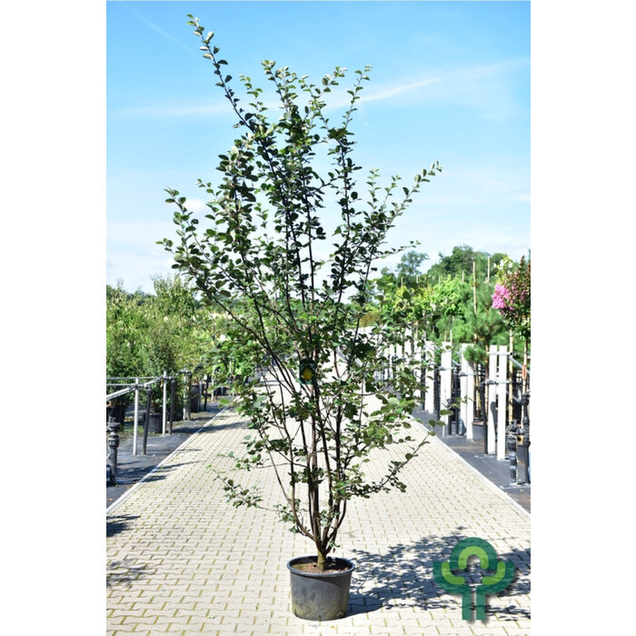 Kweepeer - Cydonia oblonga 'Leskovacka' meerstammig