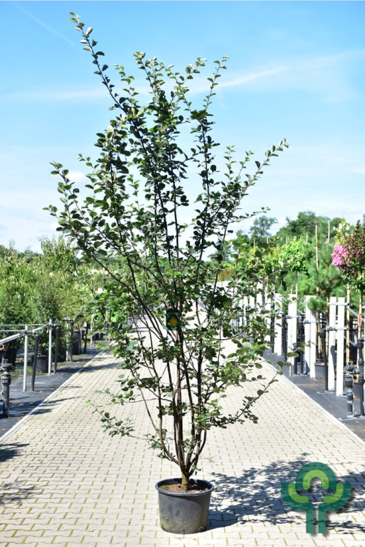 Kweepeer - Cydonia oblonga 'Leskovacka' meerstammig