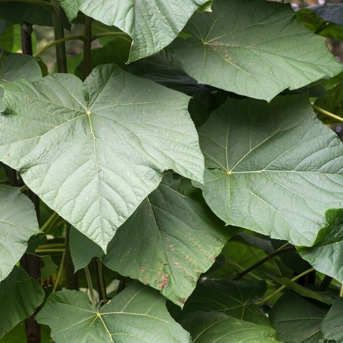 Anna Paulownaboom - Paulownia tomentosa 'Hulsdonk' meerstammig