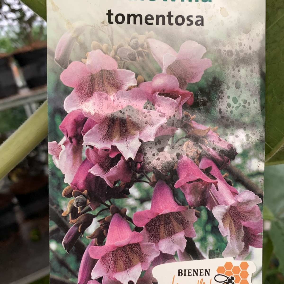 Anna Paulownaboom - Paulownia tomentosa 'Hulsdonk' meerstammig