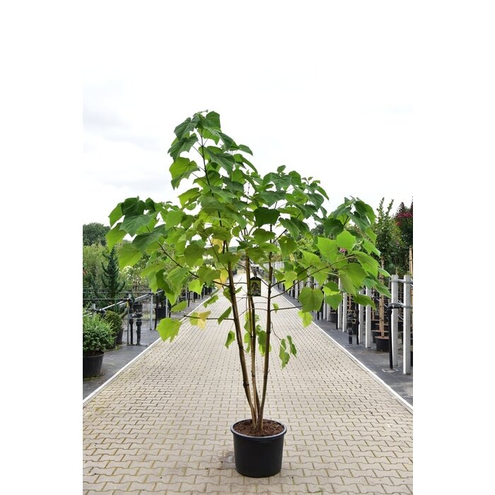 Anna Paulownaboom - Paulownia tomentosa 'Hulsdonk' meerstammig