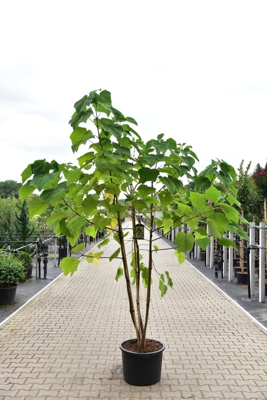 Anna Paulownaboom - Paulownia tomentosa 'Hulsdonk' meerstammig