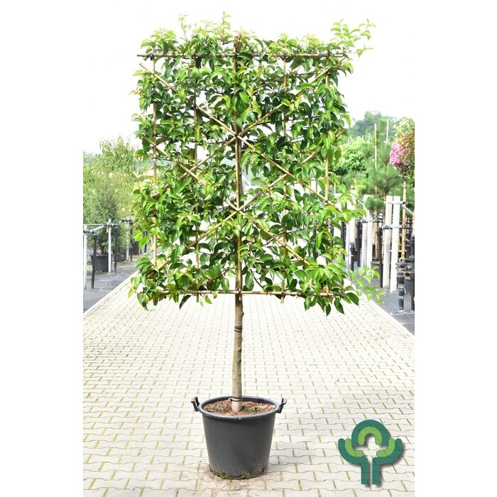 Leilaurier - Prunus lusitanica 'Tico' schermvorm