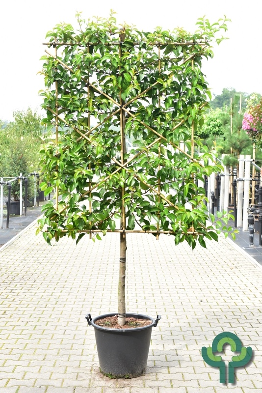 Leilaurier - Prunus lusitanica 'Tico' schermvorm