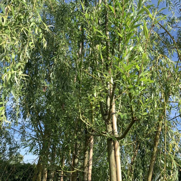 Zilverwilg - Salix alba 'Sericea' meerstammig