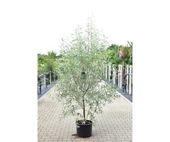 Zilverwilg - Salix alba 'Sericea' meerstammig