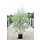 Zilverwilg - Salix alba 'Sericea' meerstammig