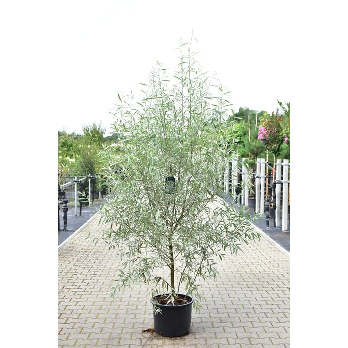 Zilverwilg - Salix alba 'Sericea' meerstammig