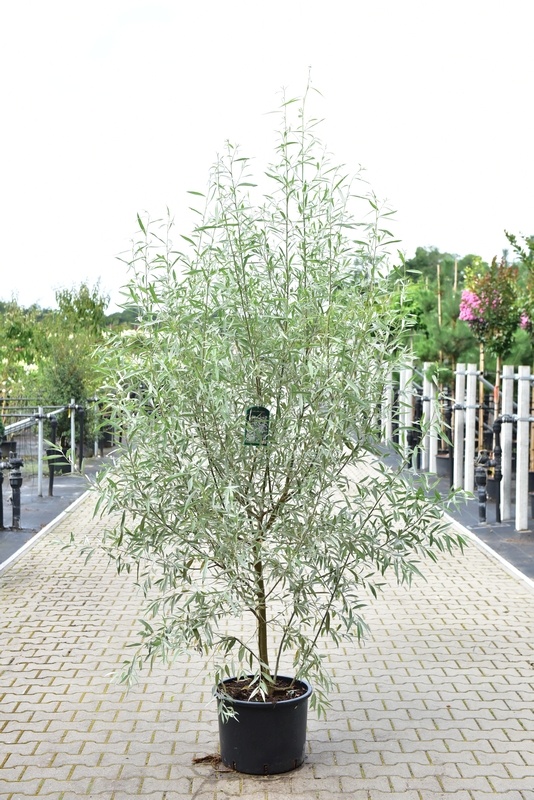 Zilverwilg - Salix alba 'Sericea' meerstammig