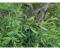 Bittere wilg - Salix purpurea meerstammig