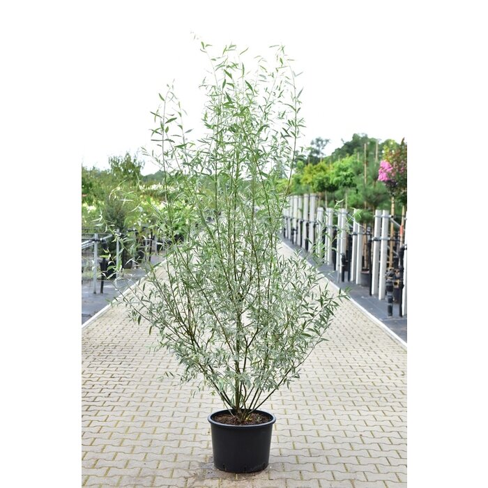 Bittere wilg - Salix purpurea meerstammig