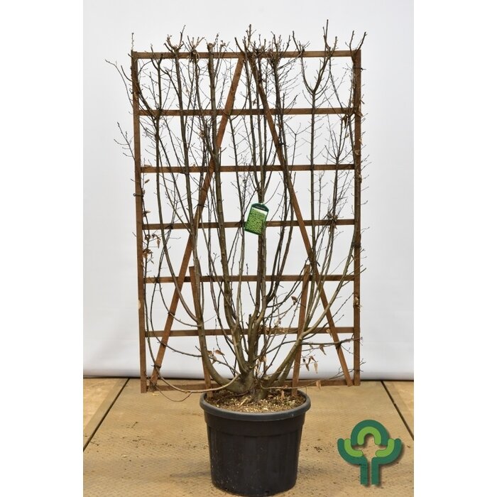 Lei-Haagbeuk (Scherm ) - Carpinus betulus scherm