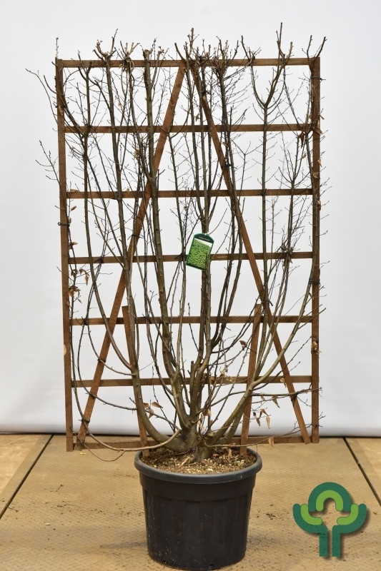 Lei-Haagbeuk (Scherm ) - Carpinus betulus scherm