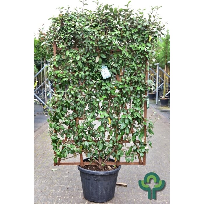 Olijfwilg scherm - Elaeagnus ebbingei scherm